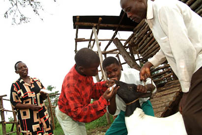 Remand centre and foster families: approaches to juvenile justice in Uganda