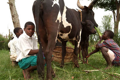 Remand centre and foster families: approaches to juvenile justice in Uganda